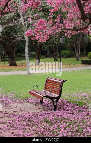 Leere Holzbank unter den blühenden Kirschbäumen im Park. Rosa Sakura im Garten Stockfoto