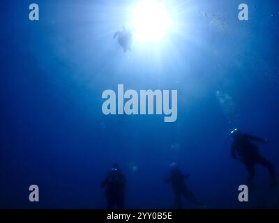 Drei Taucher im tiefen Ozean schauen auf schwimmende Meeresschildkröten, die an die Oberfläche gehen Stockfoto