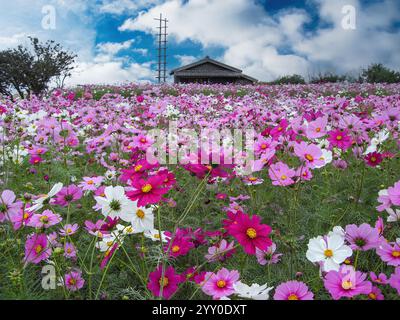 Ein atemberaubendes Kosmos-Blumenfeld im japanischen Showa Kinen Park, in dem sich unter einem ruhigen blauen Himmel leuchtende rosa und weiße Blüten über die Landschaft erstrecken Stockfoto