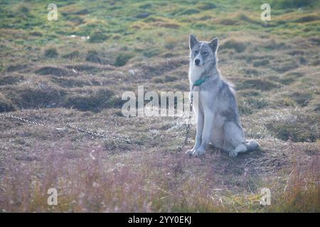 Grönland Hund, Husky liegt friedlich auf Felsen vor Häusern, Grönland schöner sonniger Tag in der Sommersaison. Stockfoto