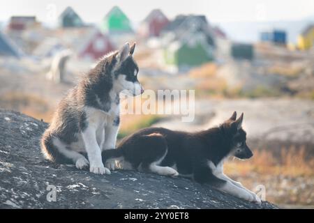 Grönland Hund, Husky liegt friedlich auf Felsen vor Häusern, Grönland schöner sonniger Tag in der Sommersaison. Stockfoto