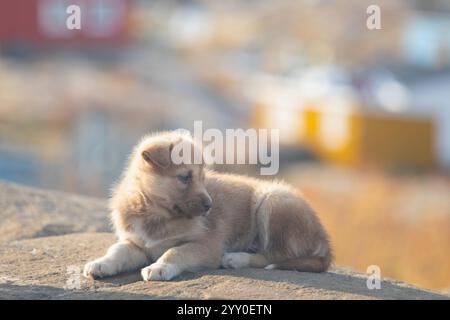 Grönland Hund, Husky liegt friedlich auf Felsen vor Häusern, Grönland schöner sonniger Tag in der Sommersaison. Stockfoto