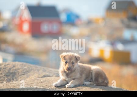 Grönland Hund, Husky liegt friedlich auf Felsen vor Häusern, Grönland schöner sonniger Tag in der Sommersaison. Stockfoto