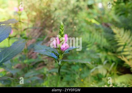 Chelone obliqua im Gartenbau. Ballonblumen auf der Wiese. Turtlehead-Chelon blüht. Die Blume ähnelt dem Kopf einer Schildkröte. Hüttengarten. Stockfoto