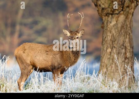 Junger Rothirsch, der im Winter auf einer frostigen Wiese steht, Großbritannien. Stockfoto