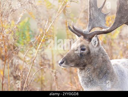 Porträt eines Brachhirsches, der im Herbst auf einer Wiese steht. Stockfoto