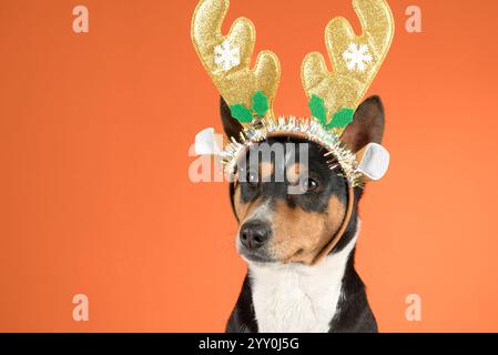 Nahaufnahme Porträt eines lustigen schönen Hund Basenji in einem Weihnachtshirsch Kostüm auf einem leuchtend orangen Hintergrund Stockfoto