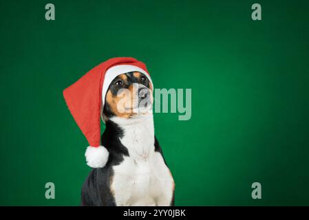 Porträt eines Basenji-Hundes in einem Weihnachtsmann-Weihnachtsmütze auf grünem Hintergrund Stockfoto