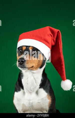 Porträt eines Basenji-Hundes in einem Weihnachtsmann-Weihnachtsmütze auf grünem Hintergrund Stockfoto