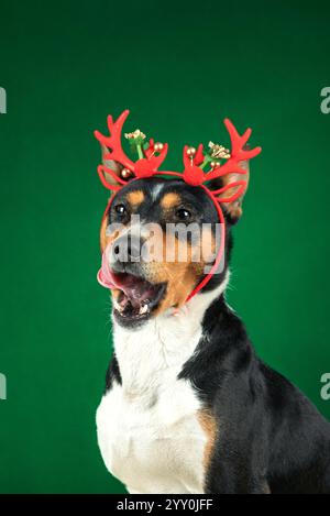 Nahaufnahme Porträt eines lustigen schönen Hund Basenji in einem Weihnachtshirsch Kostüm auf grünem Hintergrund Stockfoto