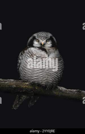 Nahaufnahme eines nördlichen Falkenkeuchens (Surnia ulula), der auf einem Ast sitzt und direkt in die Kamera blickt, schwarzer Hintergrund, Kopierraum, vertikal Stockfoto