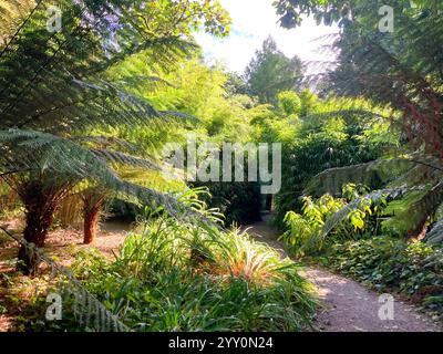 Subtropischer Garten mit Baumfarnen (dicksonia antarktis) Stockfoto