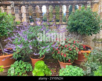 Elegante Terrasse mit einer Vielzahl von Topfpflanzen einschließlich salvia, Fuchsia und Bucht - John Gollop Stockfoto