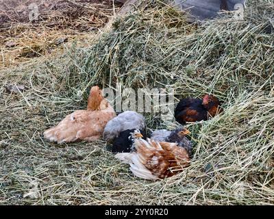 Hühner auf der Hühnerfarm ruhen sich auf Heu aus Stockfoto