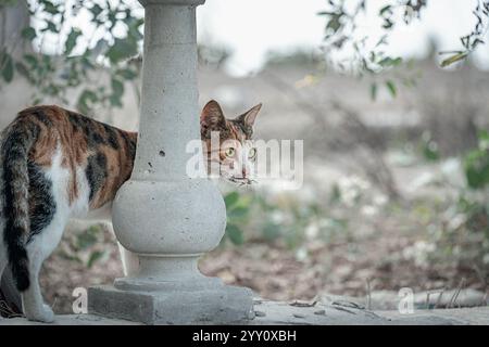 Streunende Calico-Katze in Ägypten, die eine Heuschrecke im Mund hält und hinter eine Steinsäule blickt. Fängt den Instinkt der Katze, die Neugier und das Überleben in der Natur ein. Stockfoto