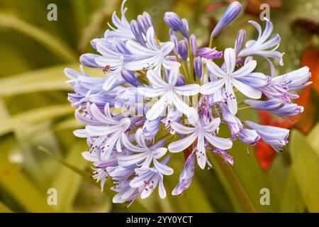 Agapanthus-Pflanze in Blüte auf natürlichem Hintergrund Stockfoto