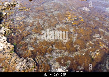 Braunalgen im Kaspischen Meer nahe der Küste. Stockfoto