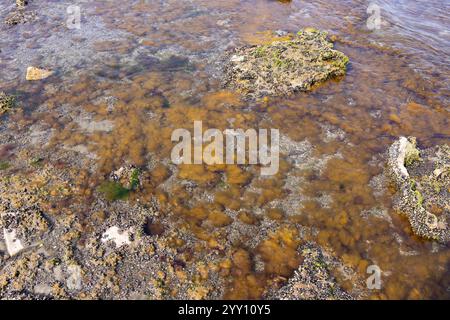 Braunalgen im Kaspischen Meer nahe der Küste. Stockfoto