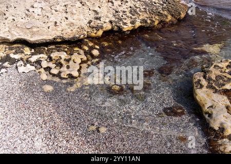 Braunalgen im Kaspischen Meer nahe der Küste. Stockfoto