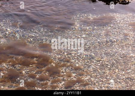 Braunalgen im Kaspischen Meer nahe der Küste. Stockfoto