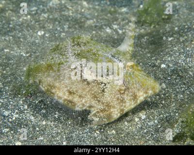 Auf dem Sandboden versteckt sich ein getarnter Seegrasfilefisch (Acreichthys tomentosus), Tauchplatz Secret Bay, Gilimanuk, Bali, Indonesien, Asien Stockfoto