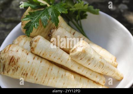 Schwäbische Küche, rohe Petersilienwurzel für die Zubereitung von Petersilienwurzel und Kartoffelpüree mit sauren Nieren, Großmutterkochen, regional, Zutat Stockfoto