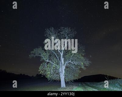 Die Milchstraße und der Stern bedeckten den Himmel im Oktober nachts, mit einer einsamen Esche (Fraxinus excelsior), die auf einem Feld stand und mit einem Tor beleuchtet wurde Stockfoto