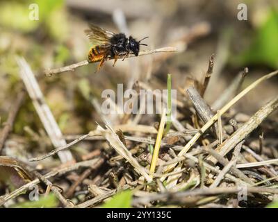 Rotschwanzbiene (Osmia bicolor), erwachsenes Insektensekt, im Flug, transportiert einen Zweig, schwebt über seinem halb gebauten Nest in einem Garten, Hessen, Deutschland, EU Stockfoto