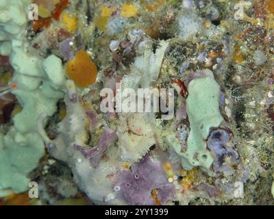 Schaukelfische (Taenianotus triacanthus) gut getarnt in einem farbenfrohen Korallenriff, Tauchplätze in der Nähe, Permuteran, Bali, Indonesien, Asien Stockfoto