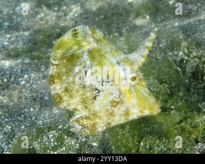 Seegrasfilefisch (Acreichthys tomentosus) mit natürlicher Tarnung im Sand mit grünen Algen, Tauchplatz Secret Bay, Gilimanuk, Bali, Indonesien, A Stockfoto