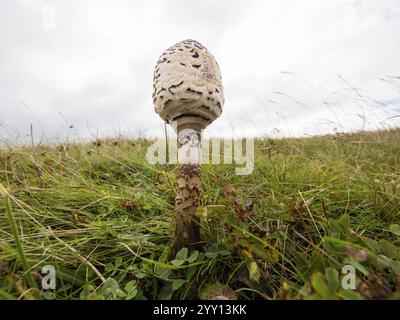 Brauner Parasolpilz (Chlorophyllum brunneum), der zwischen den Sanddünen wächst, ein Weitwinkelblick aus einem sehr niedrigen Winkel einer Kappe, die noch c ist Stockfoto