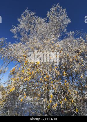 Birkenbaum (Betula pendula), Blick auf eine Baumkrone, noch mit Herbstblättern, bedeckt mit Raureif, im Winter vor einem blauen Himmel, Nordhessen, Stockfoto