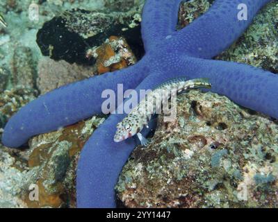 Ein Schwarzfleckiger Sandbarsch (Parapercis millepunctata), der auf einem blauen Seestern (Linckia laevigata) ruht, Tauchplatz Spice Reef, Penyapangan, Bali, Indonesi Stockfoto