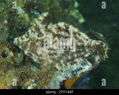 Seegrasfilefisch (Acreichthys tomentosus) auf Algen mit Tarnmuster, Tauchplatz Secret Bay, Gilimanuk, Bali, Indonesien, Asien Stockfoto