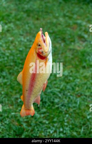 Goldene Forelle auf einem Fischerhaken, vertikales Foto Stockfoto