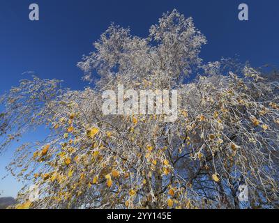 Birkenbaum (Betula pendula), Blick auf eine Baumkrone, noch mit Herbstblättern, bedeckt mit Raureif, im Winter vor einem blauen Himmel, Nordhessen, Stockfoto