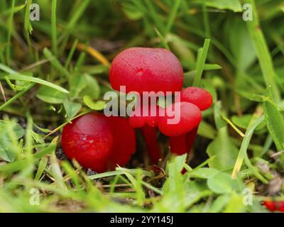 Rotgold-Waxcap, Miniatur-Waxy-Cap oder Red Sapling (Hygrocybe miniata), Pilz, der zwischen Gras wächst, Insel Texel, Holland Stockfoto