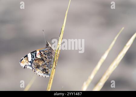Admiral (Vanessa atalanta) sitzt geschlossen auf einem Grasblatt, Schleswig-Holstein, Deutschland, Europa Stockfoto