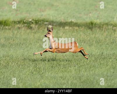 Rehe (Capreolus capreolus), erwachsene Ordoe, die über ein Feld mit allen vier Beinen in der Luft laufen, Nordhessen, Deutschland, Europa Stockfoto