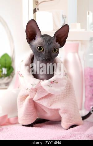 Porträt einer zweimonatigen reinrassigen Don Sphinx-Katze im Pyjama Stockfoto