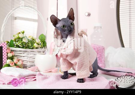 Zwei Monate alte, reinrassige Don Sphinx-Katze im Pyjama-Stil, die auf dem Tisch sitzt und einige Toilettenartikel drinnen hat Stockfoto