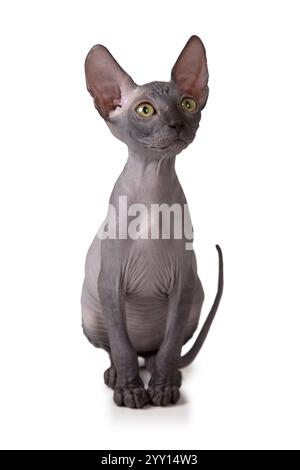 Zwei Monate alte Don Sphinx-Katze im Studio isoliert auf weißem Hintergrund Stockfoto