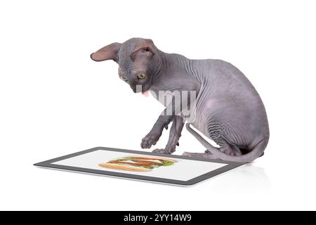 Zwei Monate alte Don Sphinx Kätzchen, die auf einem digitalen Tablet-Computer auf das Burger-Foto schauen Stockfoto