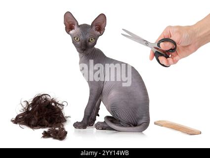 Humorvolles Foto einer gerade haargeschnittenen Katze vor weißem Hintergrund Stockfoto