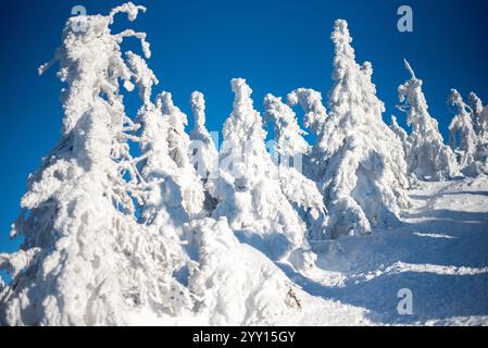 Schneebedeckte Tannen schaffen atemberaubende Skulpturen auf dem Pilsko-Berg, Slowakei Stockfoto