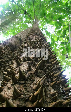 Baum bedeckt mit scharfen, konischen Stacheln, aus einem niedrigen Winkel betrachtet, der im bolivianischen Regenwald und seiner einzigartigen Verteidigungsanpassung gefunden wird. Stockfoto