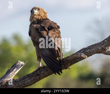 Der unreife Bateleur Eagle sitzt auf einem toten Baumzweig Stockfoto
