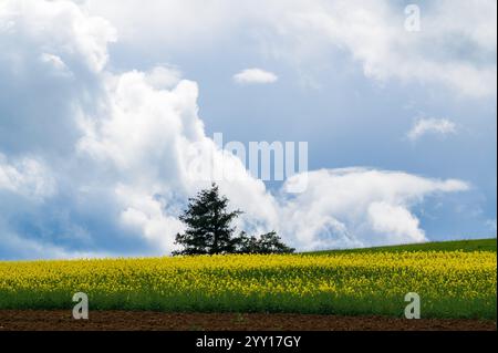Einsamer Baum, der über einem gelben und grünen Rapsfeld aufsteigt, große Wolken am Himmel Stockfoto