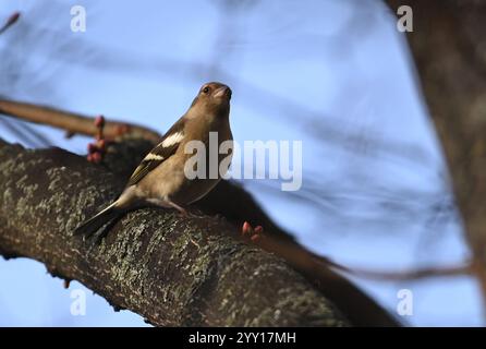 Olomouc, Tschechische Republik. Dezember 2024. Überwinterungsvögel in Olomouc, 18. Dezember 2024. Gemeine Chaffinch, weiblich, Fringilla Coelebs. Quelle: Ludek Perina/CTK Photo/Alamy Live News Stockfoto