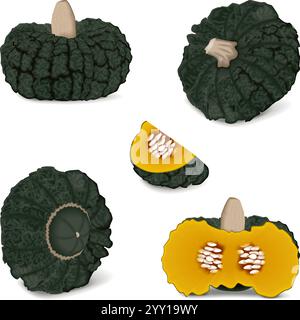 Clip Art. Marina di Chiogga Squash oder Chioggia Meerkürbis. Winter-Squash. Cucurbita maxima. Obst und Gemüse. Isolierte Vektordarstellung. Stock Vektor